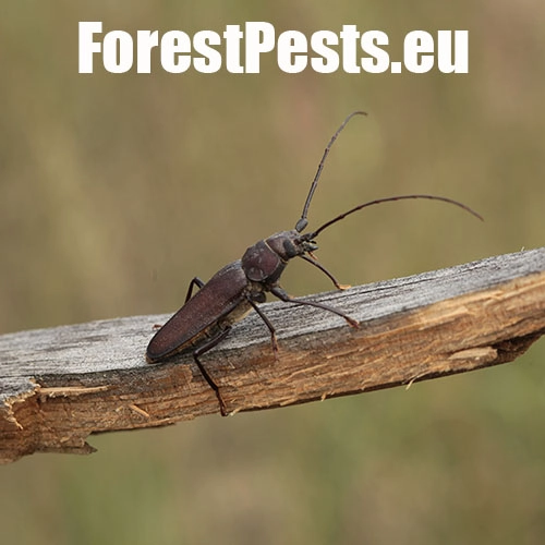 Fuz&aacute;č zavalit&yacute;