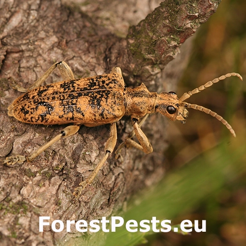 Fuz&aacute;č žlto&scaron;kvrn&yacute;