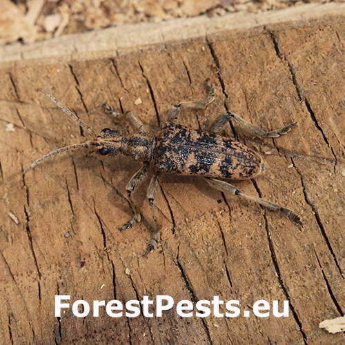 Fuz&aacute;č žlto&scaron;kvrn&yacute;