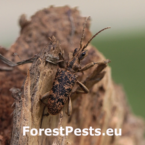 Fuz&aacute;č žlto&scaron;kvrn&yacute;