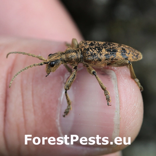 Fuz&aacute;č žlto&scaron;kvrn&yacute;