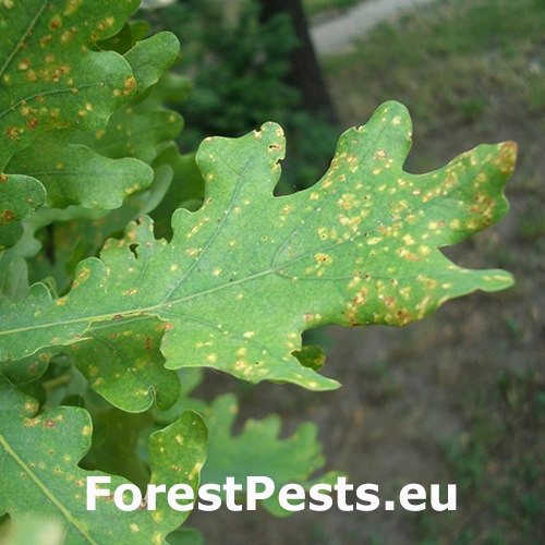 Fylox&eacute;ra na duboch