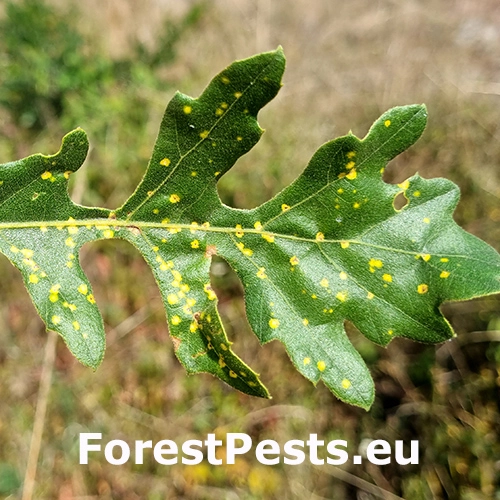 Fylox&eacute;ra na duboch