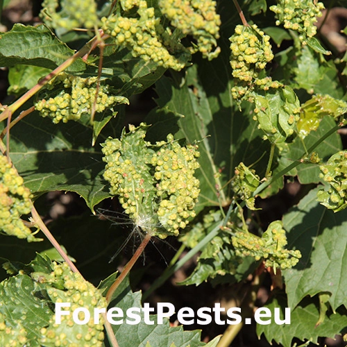 Fylox&eacute;ra viničov&aacute;