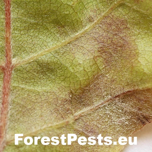 Fytoft&oacute;ra bukov&aacute;