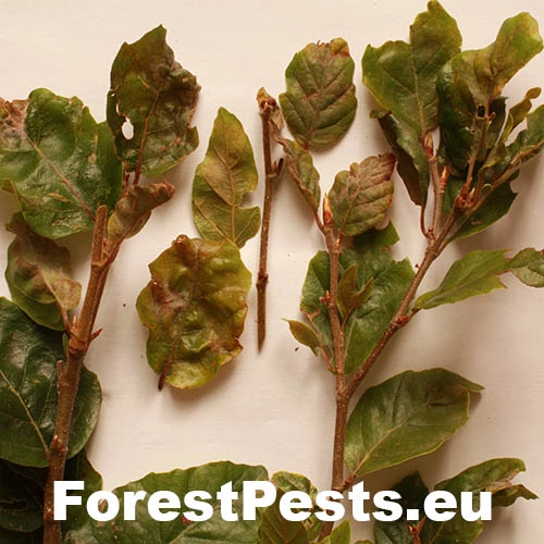 Fytoft&oacute;ra bukov&aacute;