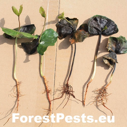 Fytoft&oacute;ra bukov&aacute;