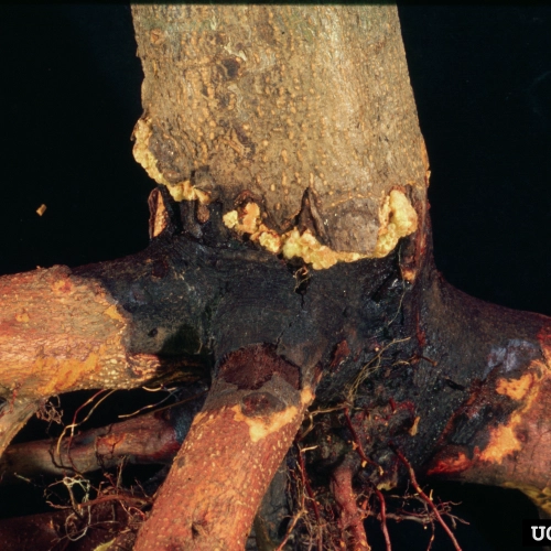 Fytoft&oacute;ra kambiov&aacute;