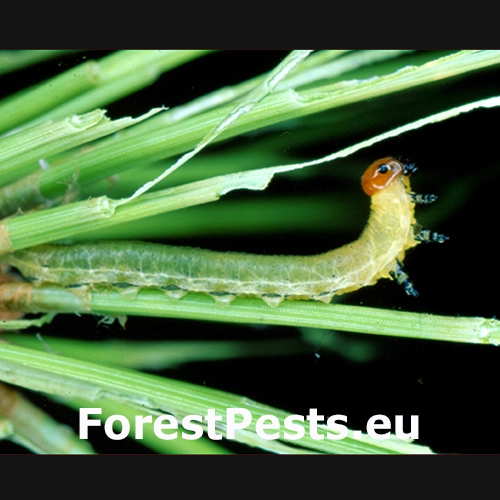 Hreben&aacute;rka Gilpinia pallida