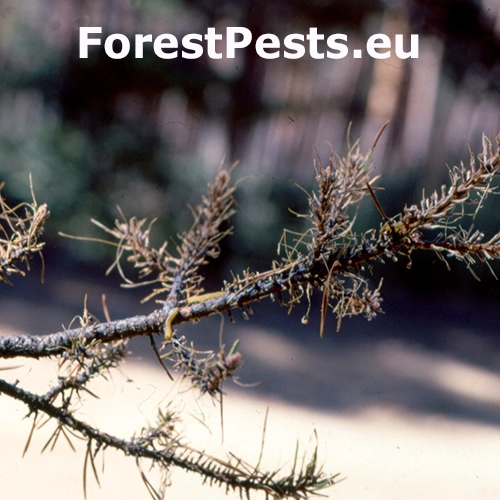 Hreben&aacute;rka Gilpinia pallida