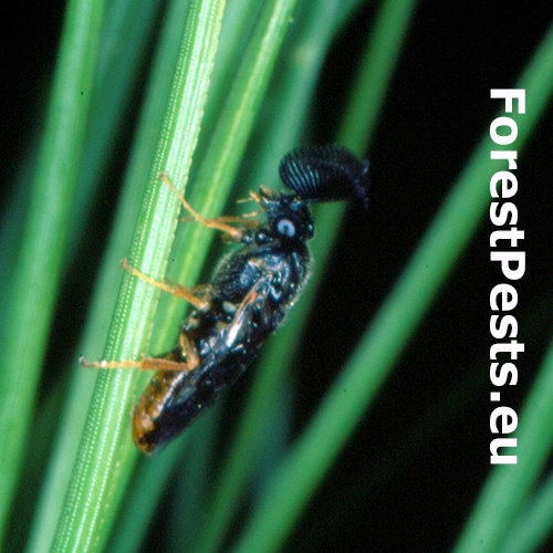 Hreben&aacute;rka Gilpinia pallida