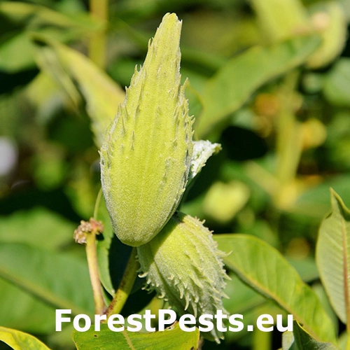 Glejovka americk&aacute; 