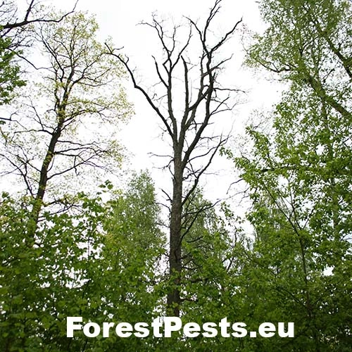 Grafi&oacute;za dubov