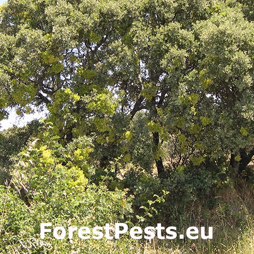 Grman&iacute;k Taphrina kruchii