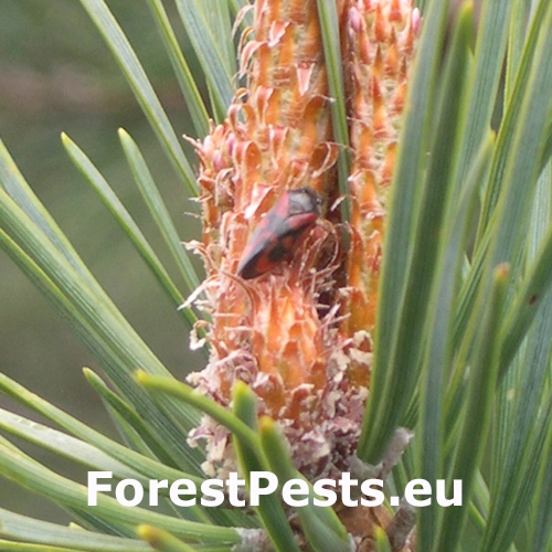 Peniarka Haematoloma dorsata