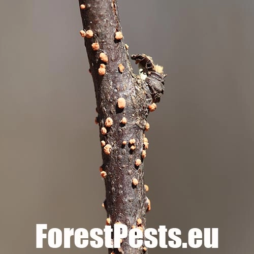 Hlivka &Scaron;arl&aacute;tov&aacute;