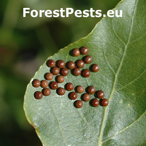 Hranostajn&iacute;k ibersk&yacute;