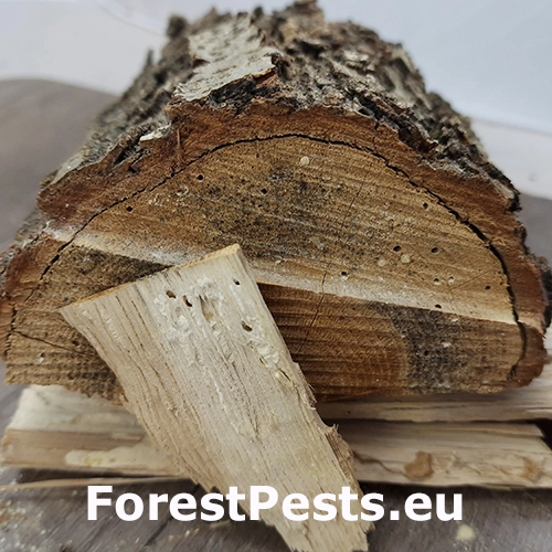 Hrbohlav hned&yacute;