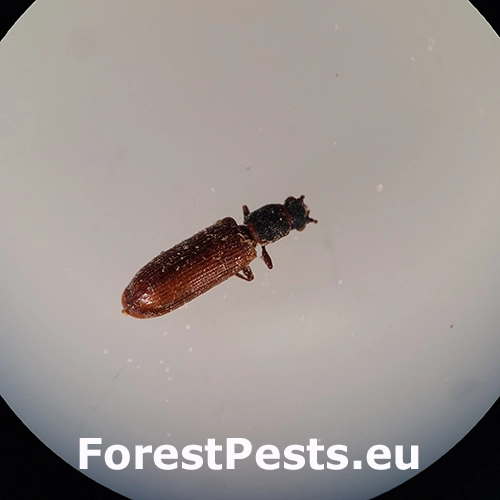 Hrbohlav hned&yacute;