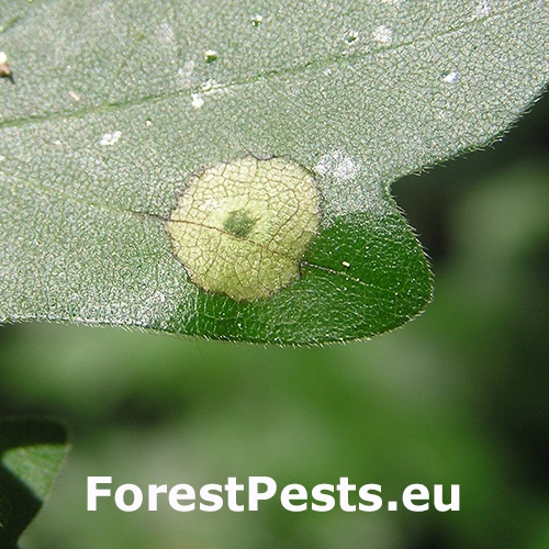 Hrčiarka Acericecis campestre