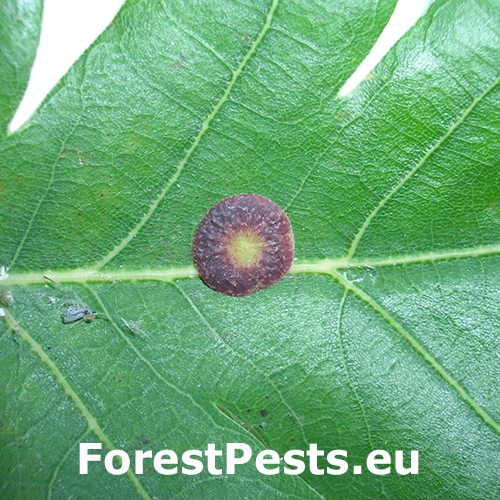 Hrčiarka Andricus albipes