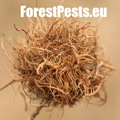 Hrčiarka Andricus caputmedusae