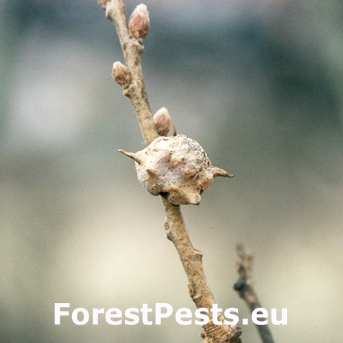 Hrčiarka Andricus coronatus
