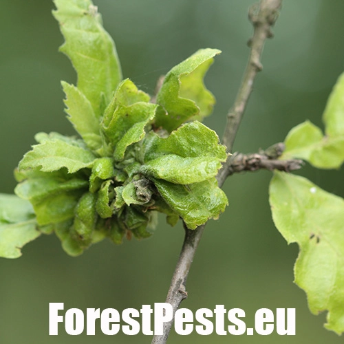 Hrčiarka Andricus crispator 