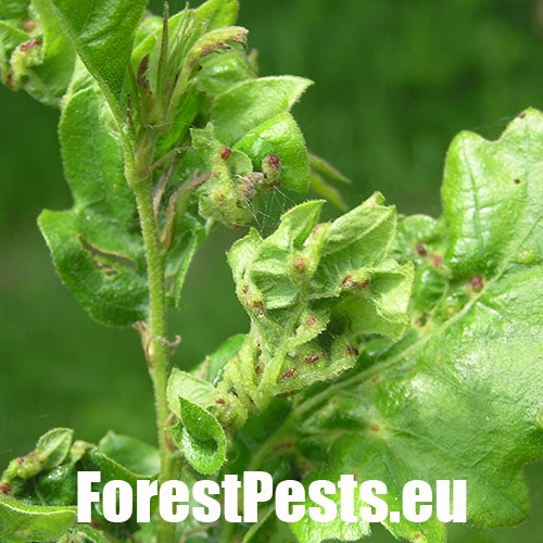 Hrčiarka Andricus crispator 