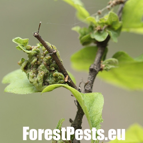 Hrčiarka Andricus crispator 