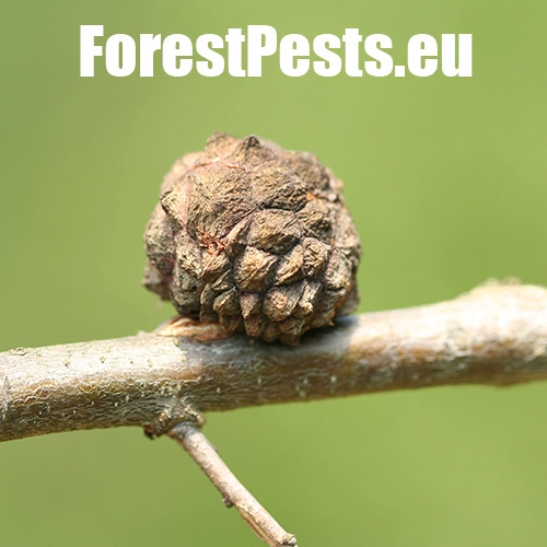 Hrčiarka Andricus curtisii