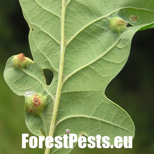 Hrčiarka Andricus curvator