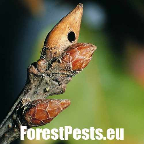 Hrčiarka Andricus curvator