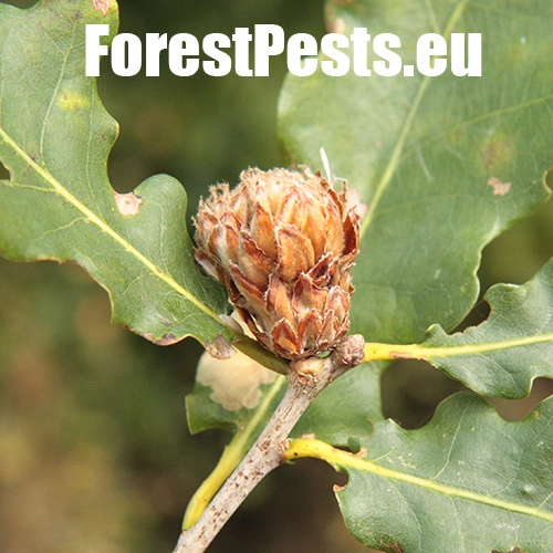 Hrčiarka Andricus foecundatrix