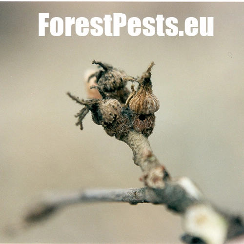 Hrčiarka Andricus galeatus