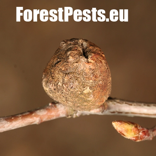 Hrčiarka Andricus glutinosus