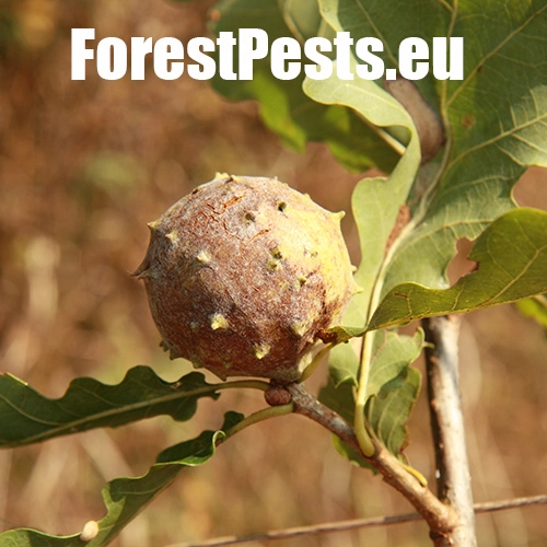 Hrčiarka Andricus hungaricus