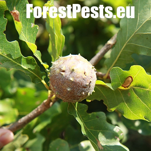 Hrčiarka Andricus hungaricus