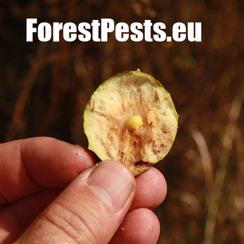 Hrčiarka Andricus hungaricus