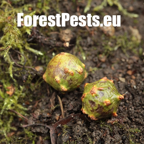 Hrčiarka Andricus hungaricus