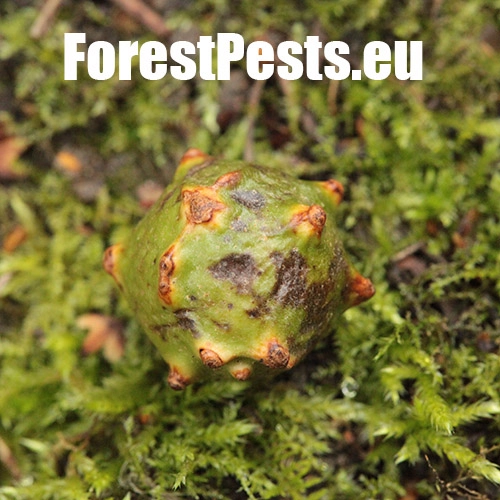 Hrčiarka Andricus hungaricus