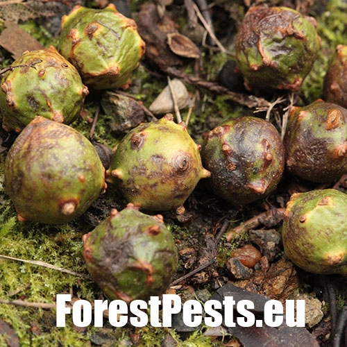 Hrčiarka Andricus hungaricus