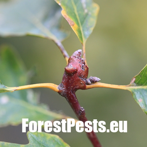 Hrčiarka Andricus inflator