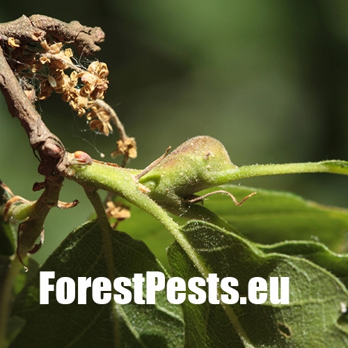 Hrčiarka Andricus inflator