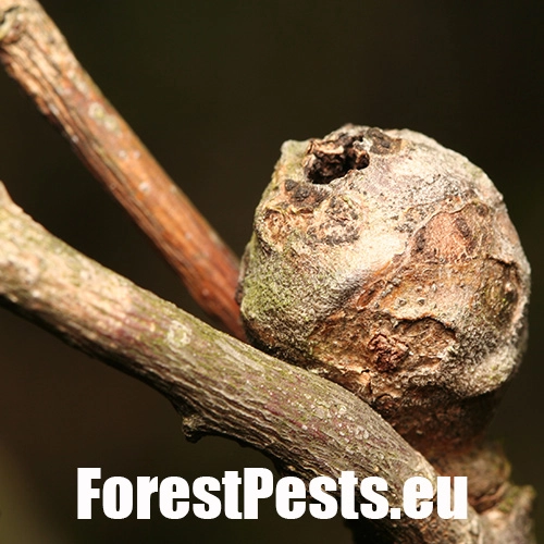 Hrčiarka Andricus lignicolus