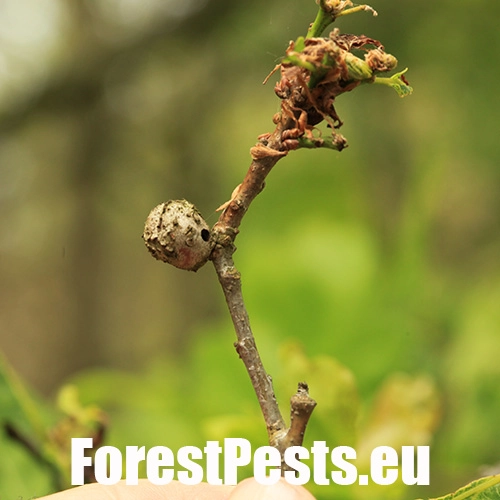 Hrčiarka Andricus lignicolus