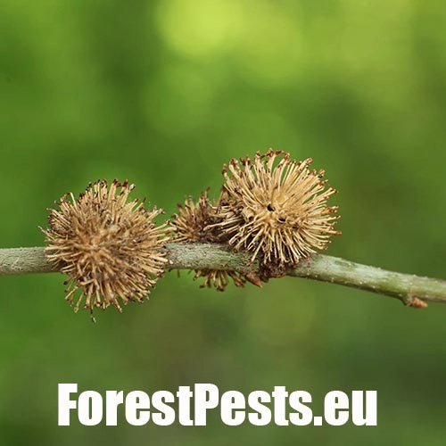 Hrčiarka Andricus lucidus