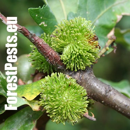 Hrčiarka Andricus lucidus