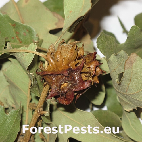 Hrčiarka Andricus pictus