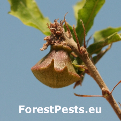 Hrčiarka Andricus polycerus